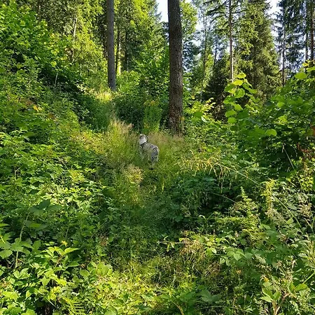 Apartmán Wiesenblume *